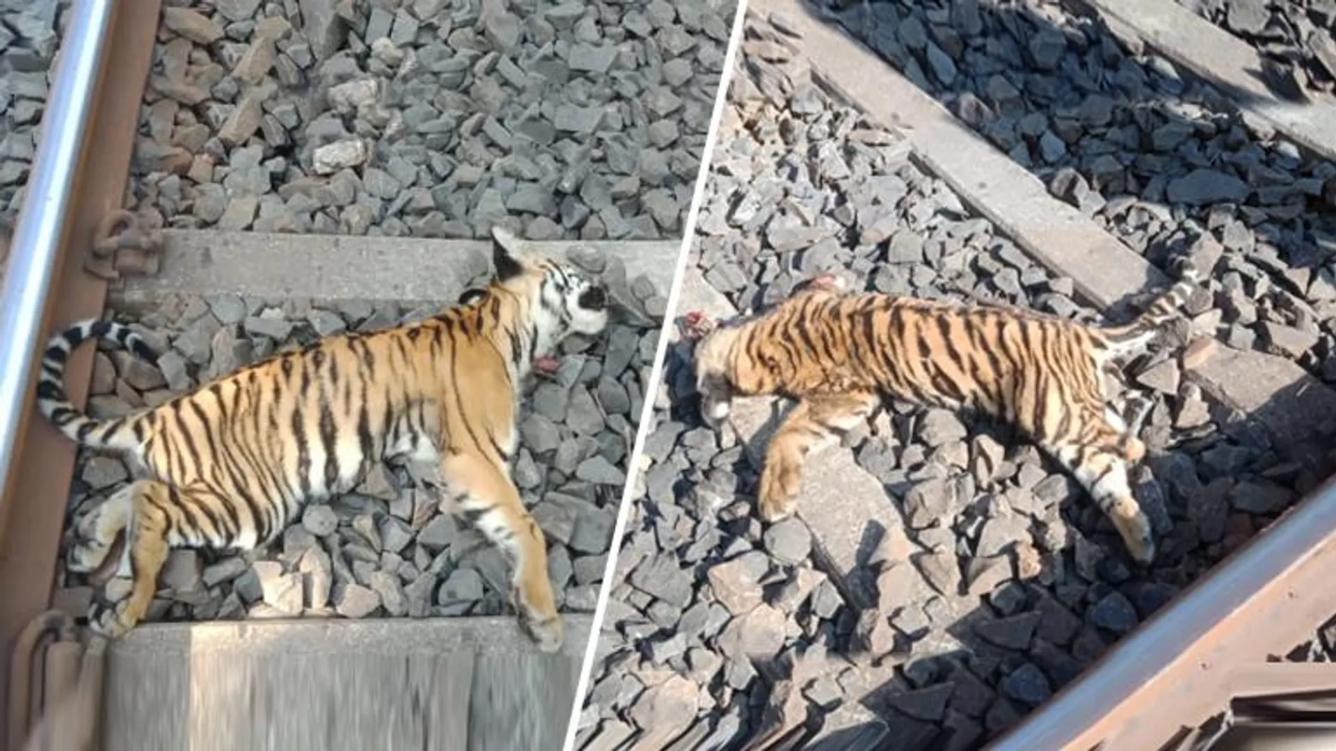 tiger cubs